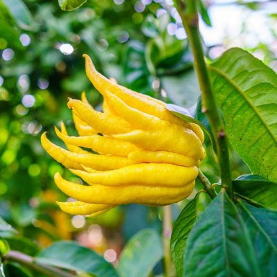 Citrus Medica Mano Di Buddha