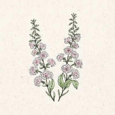 Clarkia Appleblossom