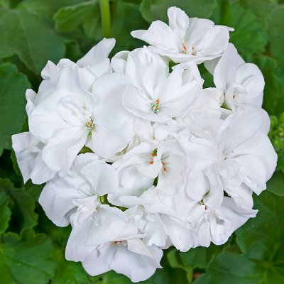 Pelargon Classic White, kruka