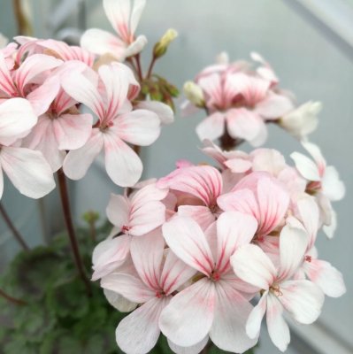 Miniatyrpelargon Claudette, kruka