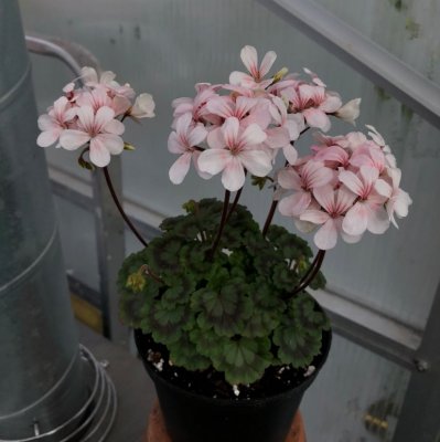 Miniatyrpelargon Claudette, kruka