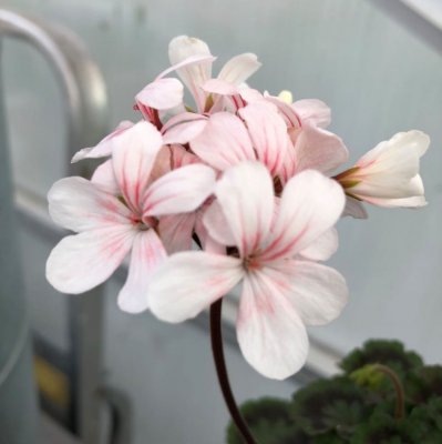 Miniatyrpelargon Claudette, kruka