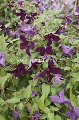 Clematis viticella Black Prince, Italiensk Klematis, C2