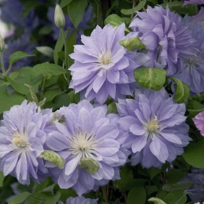Clematis patens Denny´s Double