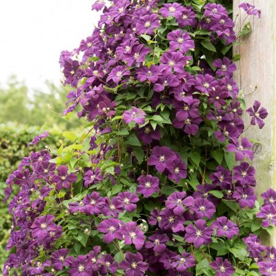 viticella Étoile Violette, Italiensk Klematis, C2