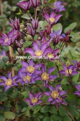 Clematis patens Exciting, Klematis Storblommig, C2