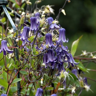 diversifolia Fascination ®, Parmaklematis, C2