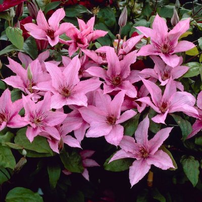 patens Hagley Hybrid, Klematis Storblommig, C2