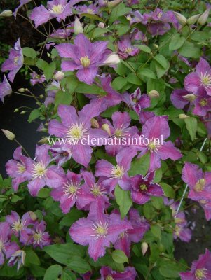 Clematis jackmanii Jolly Good ® Zojogo, Jackmanklematis, C2