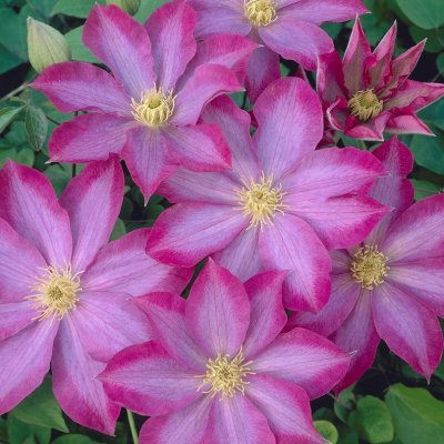 patens Kakio (Pink Champagne), Klematis Storblommig, C2