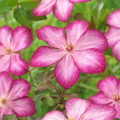 patens Liberty ®, Klematis Storblommig, C2