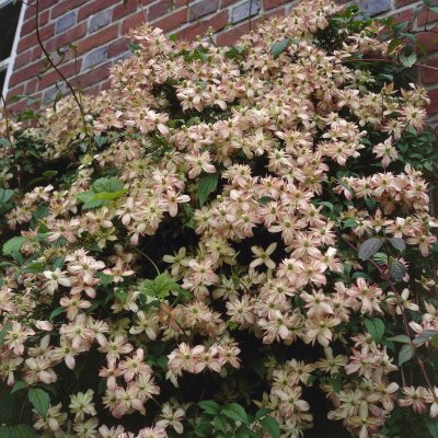 montana Marjorie, Bergklematis, C2