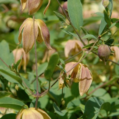 tangutica My Angel ®, Gullklematis, C2