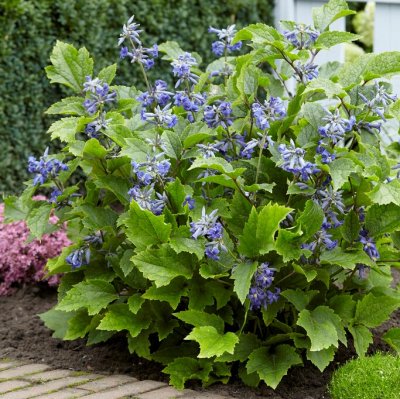 heracleifolia New Love ®, Trumpetklematis, C2