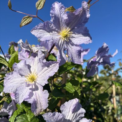 Clematis patens Blue Angel (Blekitny Aniol)