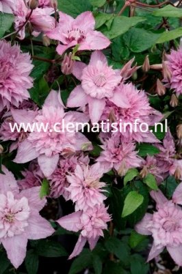 patens Multi Pink ® ST17333, Klematis Storblommig, C2