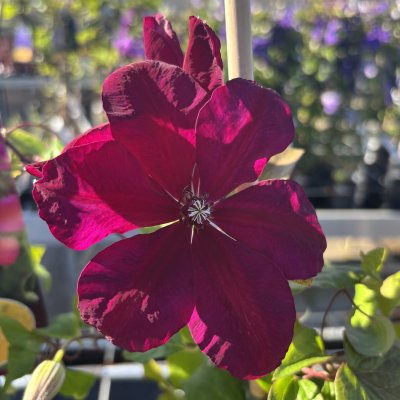 Clematis patens Westerplatte