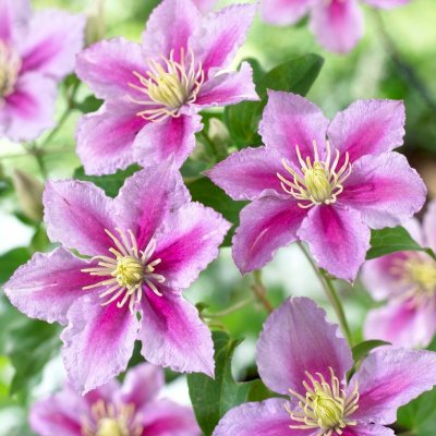 patens Piilu, Klematis Storblommig, C2