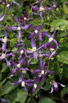 Clematis falmmula Pretty in Blue ®, Vippklematis, C2