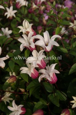 Clematis texensis Princess Kate, Lyktklematis, C2