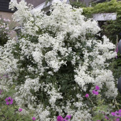 recta, Styvklematis, C2