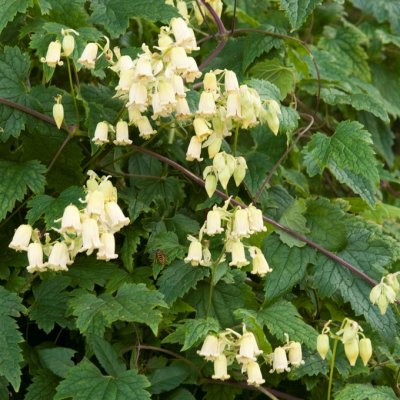 rehderiana, Rehderklematis, C2