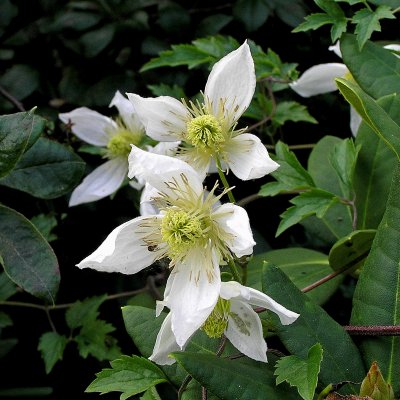 tangutica Anita, Gullklematis, C2