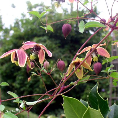 tangutica My Angel, Gullklematis, C2