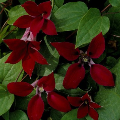 texensis Gravetye Beauty, Lyktklematis, C2