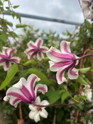 Clematis texensis Princess Kate ®