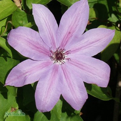 Clematis patens Blue Ravine