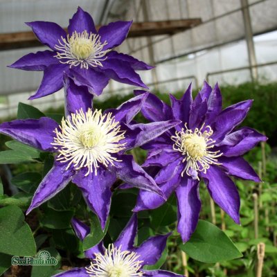 Clematis patens Hakuokan