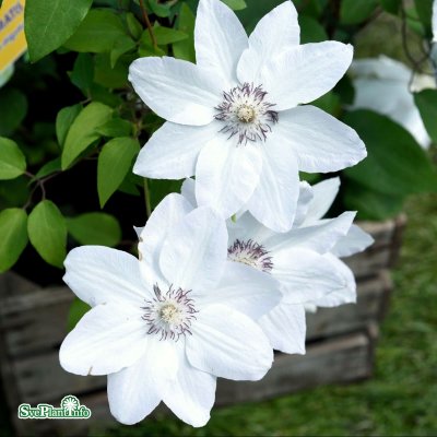 Clematis patens Miss Bateman