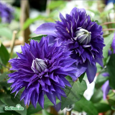 Clematis patens Multi Blue
