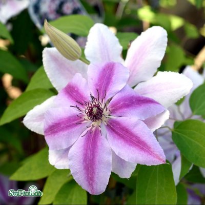 Clematis patens Nelly Moser