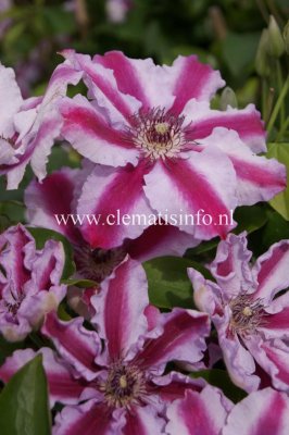 Clematis patens Tudor, Klematis Storblommig, C2