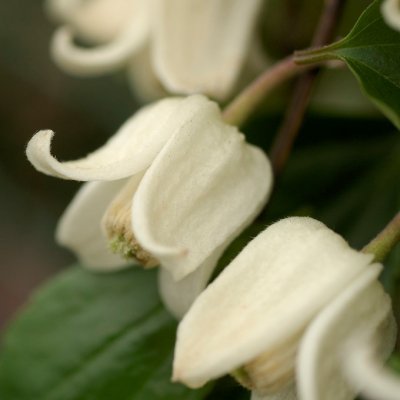 campanella Winter Beauty, Klematis, C2