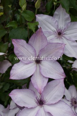 Clematis florida Utopia, Paradisklematis, C2