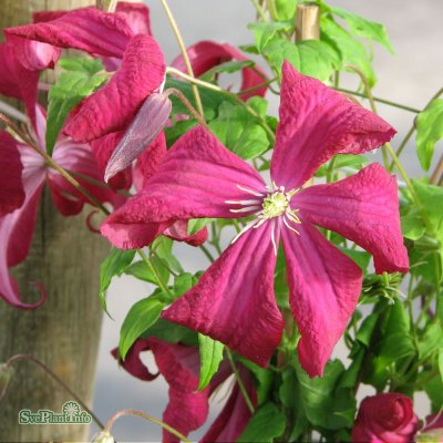 Clematis viticella Madame Julia Correvon