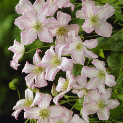 viticella Little Nell, Italiensk Klematis, C2