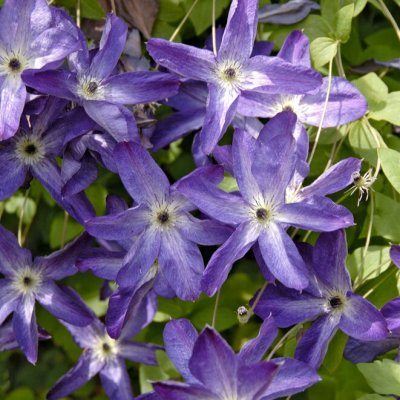 viticella Venosa Violacea, Italiensk Klematis, C2