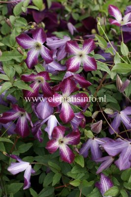 Clematis viticella Walenburg, Italiensk Klematis, C2