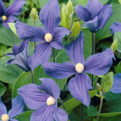 x durandii, Violklematis, C2