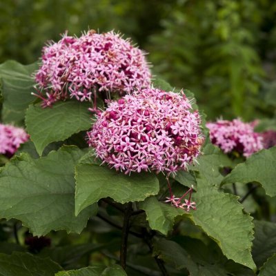 Clerodendrum bungei