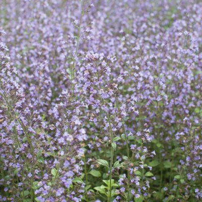Clinopodium (Calamintha) nepeta Blue Cloud, Stenkyndel