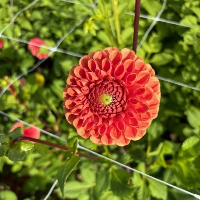 Dahlia Boll Comet 1st
