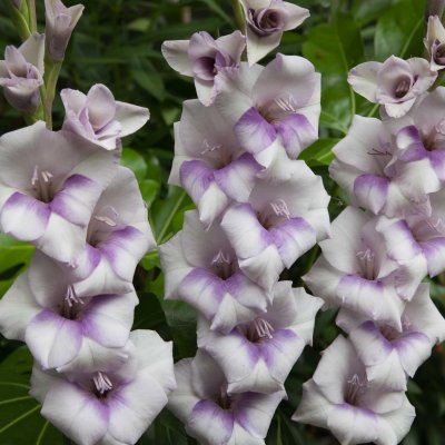 Gladiol Storblommig Candor Pasa 10st