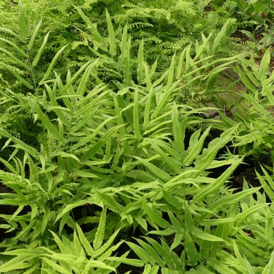 Coniogramme japonica, Bambubräken, P11cm