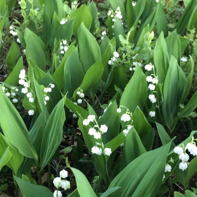 Convallaria majalis, Liljekonvalj