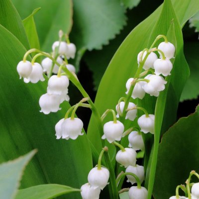 Convallaria majalis, Liljekonvalj , C11,5cm